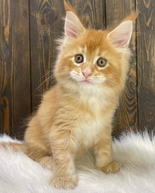 GINGER (Male)