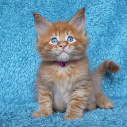 JASMINE (Female)
