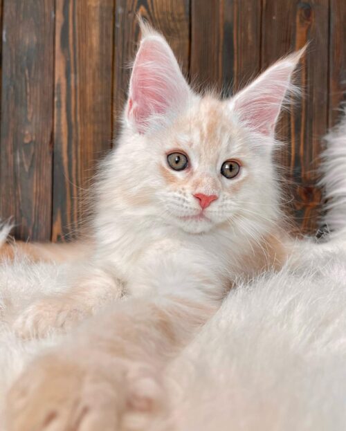 LUNA (Male)
